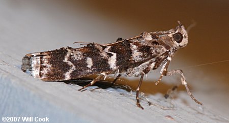 Dioryctria amatella - Southern Pine Coneworm