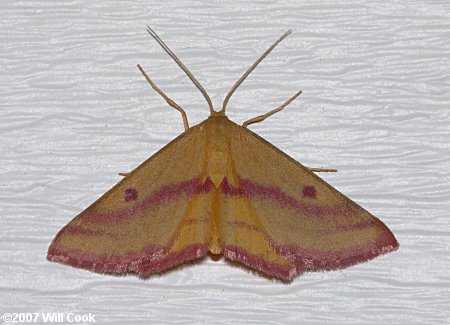 Haematopis grataria - Chickweed Geometer