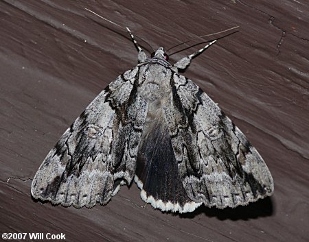 Catocala vidua - Widow Underwing