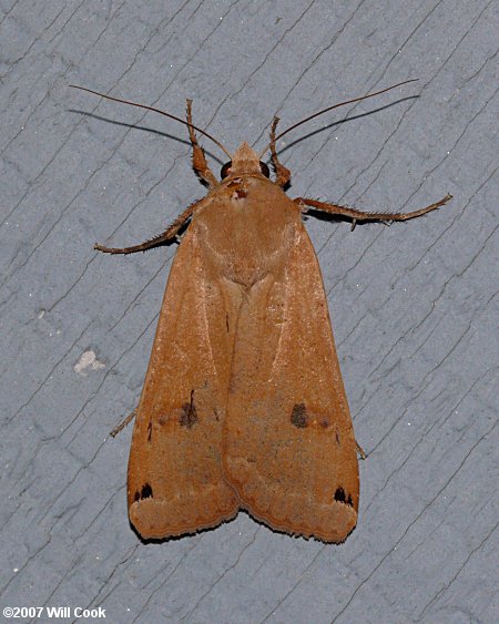 Noctua pronuba – Large Yellow Underwing