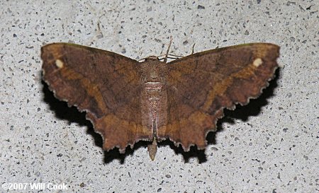 Hypagyrtis esther - Esther Moth