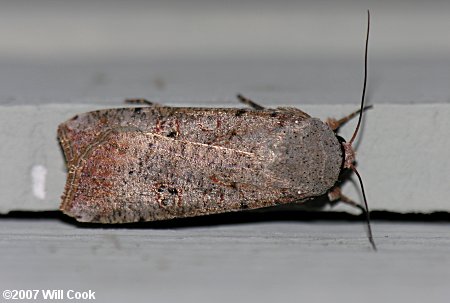 Anicla infecta - Green Cutworm