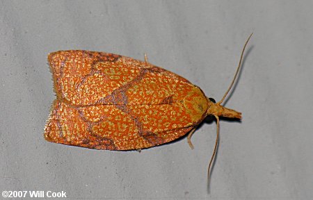 Cenopis reticulatana - Reticulated Fruitworm