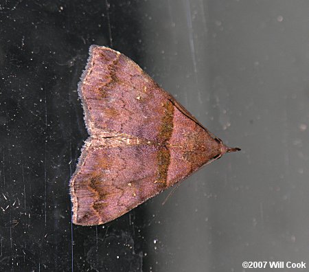 Lascoria ambigualis - Ambiguous Moth