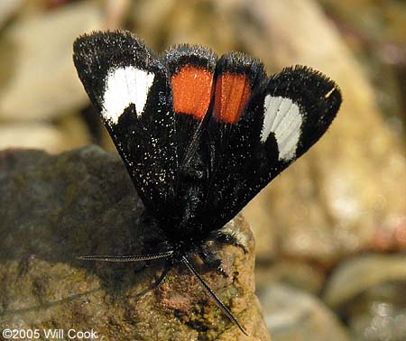 Grapevine Epimenis (Psychomorpha epimenis)