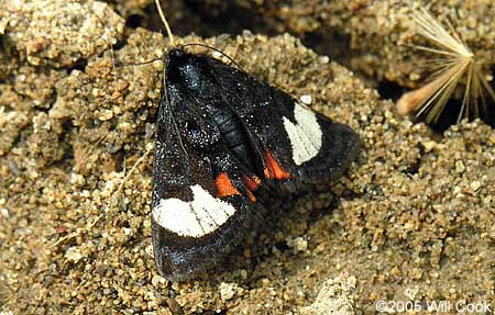 Grapevine Epimenis (Psychomorpha epimenis)