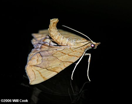 Eulithis diversilineata - Lesser Grapevine Looper