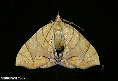 Eulithis diversilineata - Lesser Grapevine Looper