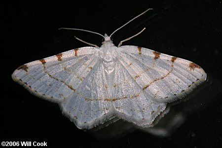 Speranza pustularia - Lesser Maple Spanworm