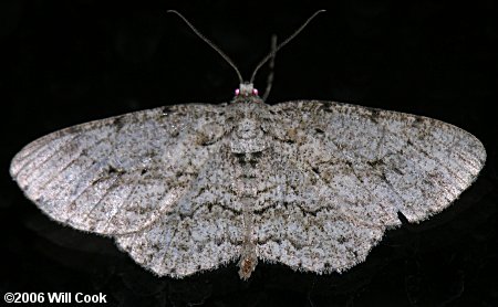 Anavitrinella pampinaria - Common Gray