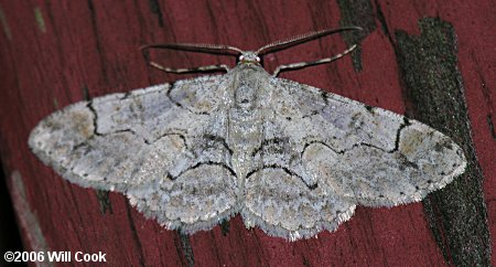 Iridopsis larvaria - Bent-line Gray