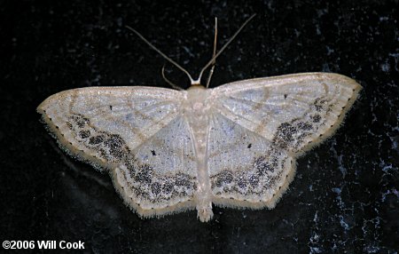 Scopula limboundata - Large Lace-border