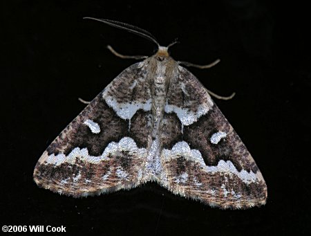 Caripeta divisata - Gray Spruce Looper