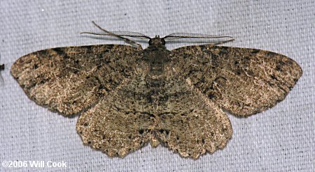 Anavitrinella pampinaria - Common Gray