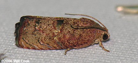 Cydia latiferreana - Filbertworm Moth