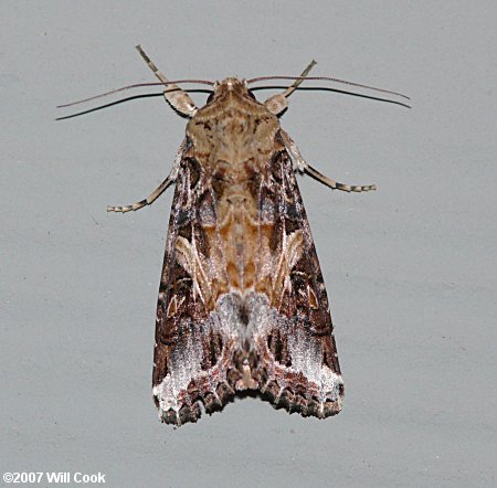 Spodoptera ornithogalli - Yellow-striped Armyworm