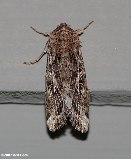 Spodoptera ornithogalli - Yellow-striped Armyworm