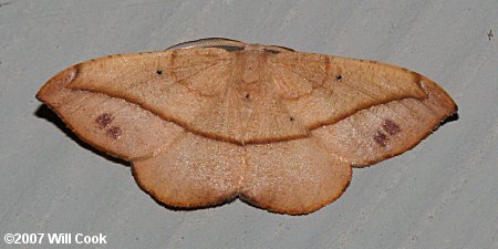 Patalene olyzonaria - Juniper-twig Geometer