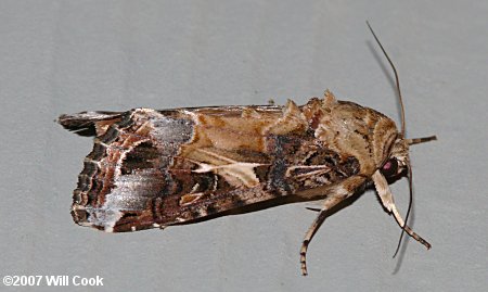 Spodoptera ornithogalli - Yellow-striped Armyworm