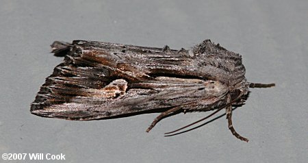 Nedra ramosula - Gray Half-Spot