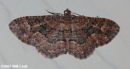 Disclisioprocta stellata - Somber Carpet