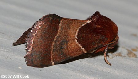 Schinia arcigera - Arcigera Flower Moth