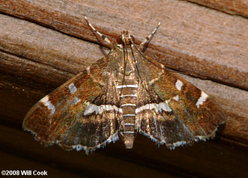 Hymenia perspectalis - Spotted Beet Webworm