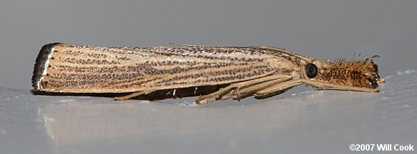 Agriphila vulgivagella - Vagabond Crambus