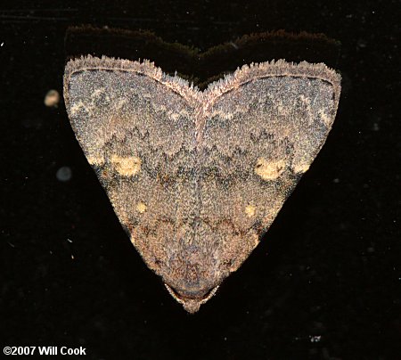 Idia aemula - Common Idia