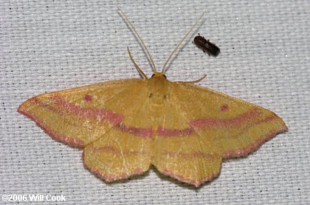 Haematopis grataria - Chickweed Geometer