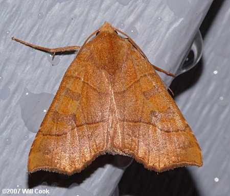 Eucirroedia pampina - Scalloped Sallow