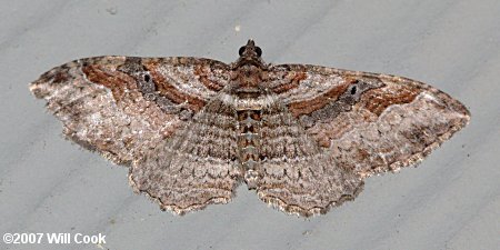 Costaconvexa centrostrigaria - Bent-line Carpet