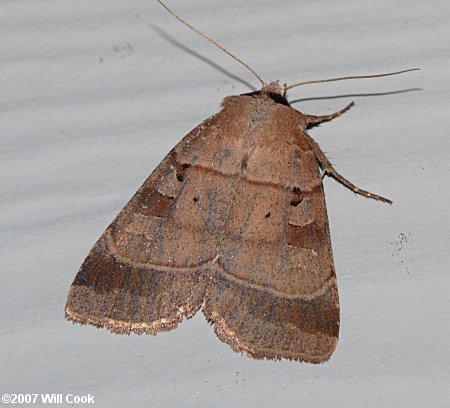 Agnorisma badinodis - Pale-banded Dart