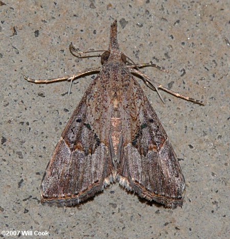 Hypena humuli - Hop Vine Moth