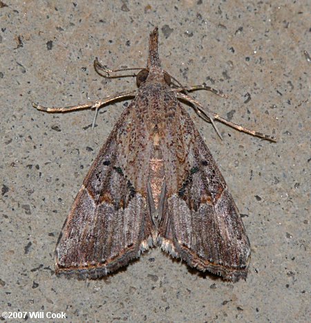 Hypena humuli - Hop Vine Moth