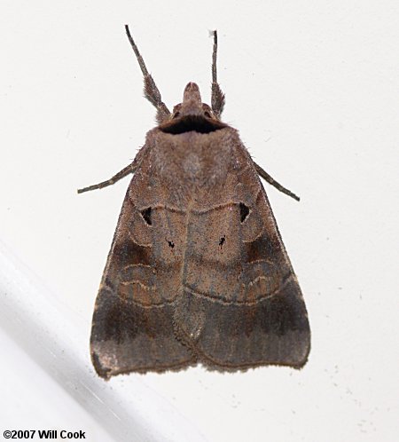 Agnorisma badinodis - Pale-banded Dart