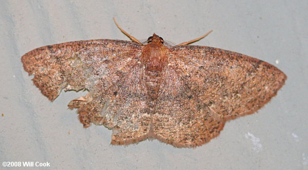 Lobocleta ossularia - Drab Brown Wave