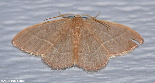 Nemoria bistriaria - Red-fringed Emerald