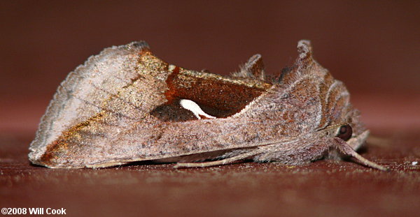 Anagrapha falcifera - Celery Looper