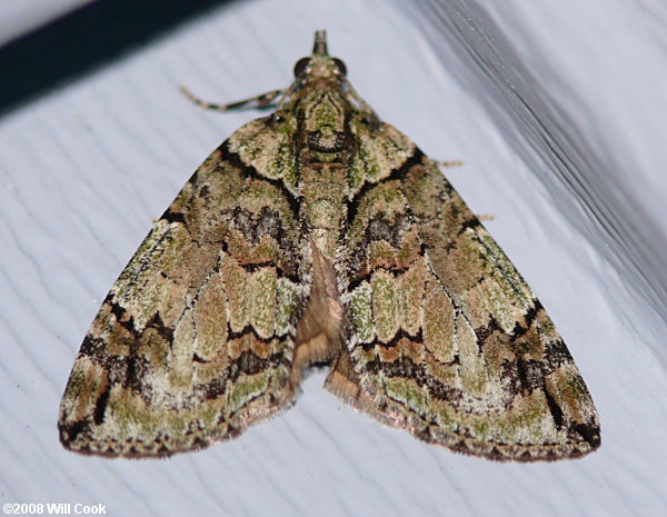 Hydriomena transfigurata - Transfigured Hydriomena