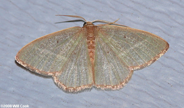 Nemoria bistriaria - Red-fringed Emerald