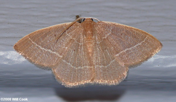 Nemoria bistriaria - Red-fringed Emerald