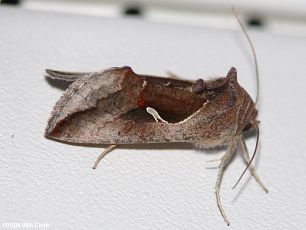 Anagrapha falcifera - Celery Looper