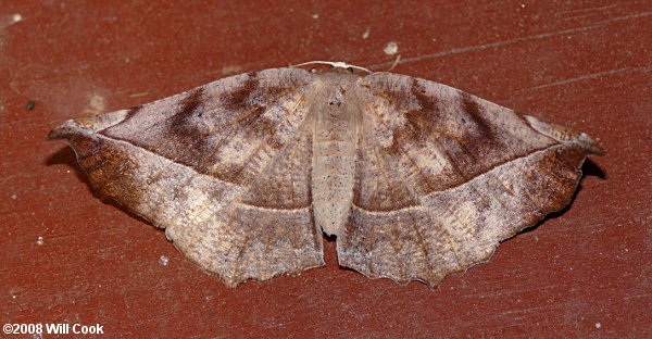 Eutrapela clemataria - Curve-toothed Geometer