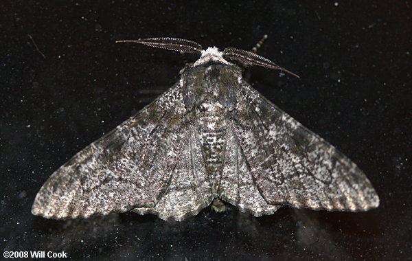 Biston betularia - Peppered Moth, Pepper & Salt Geometer