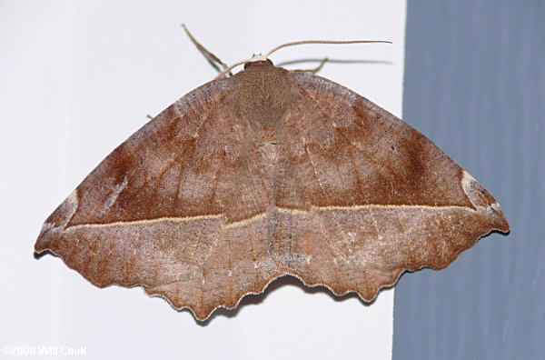 Eutrapela clemataria - Curve-toothed Geometer