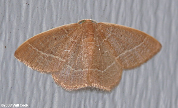 Nemoria bistriaria - Red-fringed Emerald