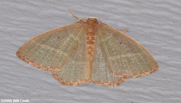 Nemoria bistriaria - Red-fringed Emerald