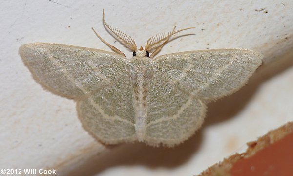 Chlorochlamys chloroleucaria - Blackberry Looper