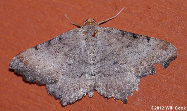 Macaria bicolorata - Bicolored Angle